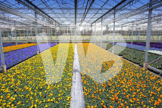 bloemen en planten vvbvanbree     1078
